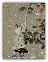 2005-Iguana-dominicana-1.jpg