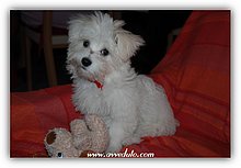 2007-So beautiful dog.jpg