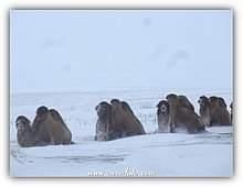 2016-Dromedari-Karabatan.jpg