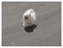 2013-Luna.jpg