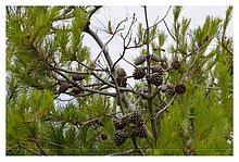 2015-06-28-Puglia-11.JPG
