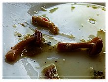 2015-Funghi-Puglia.JPG