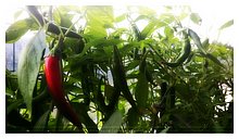 2015-Peperoncino-Salento.jpg