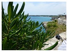 2015-Puglia-06.JPG