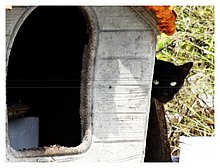 2016-Gatto-nero-Lecce_resize.JPG