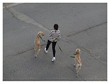 2012-Aktau-dogs.JPG