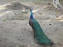 Bayaguana-Finca-Republica-Dominicana-3.jpg