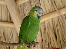 Cotorra-Dominicana.jpg