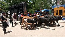 El-Puerto-San-Jose-De-los-Llanos-Macorix-11.jpg