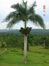 El-Puerto-San-Jose-De-los-Llanos-Macorix-15.jpg