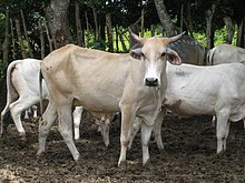 El-Puerto-San-Jose-De-los-Llanos-Macorix-19.jpg