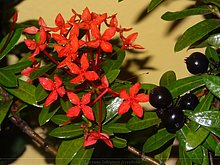 El-Puerto-San-Jose-De-los-Llanos-Macorix-4.JPG