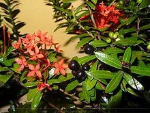 El-Puerto-San-Jose-De-los-Llanos-Macorix-5.JPG