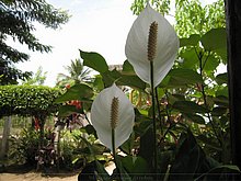 Natura-Dominicana-Santo-Domingo-1.jpg